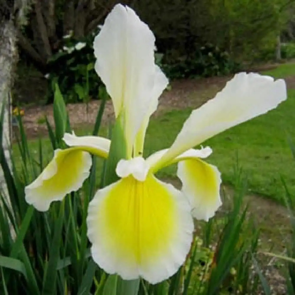 IRIS orientalis ('Ochroleuca')