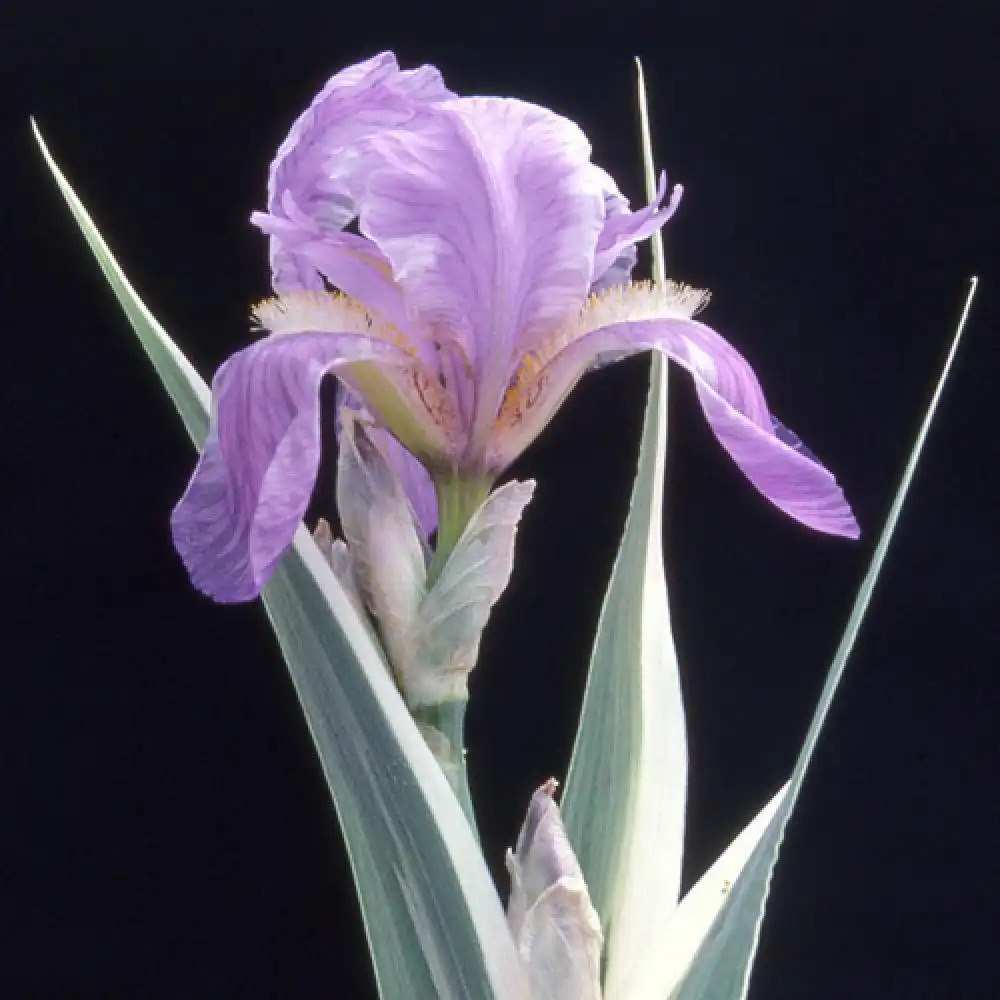 IRIS pallida 'Argentea Variegata'