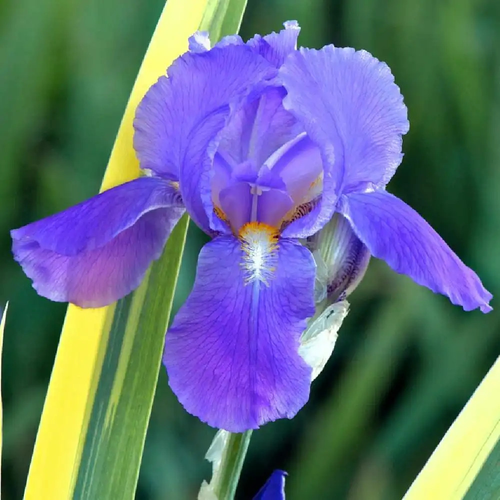 IRIS pallida 'Aurea Variegata'