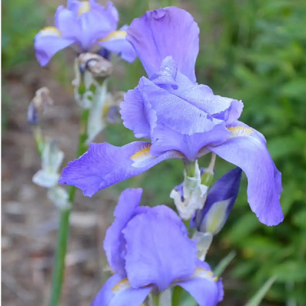 IRIS pallida 'Variegata'