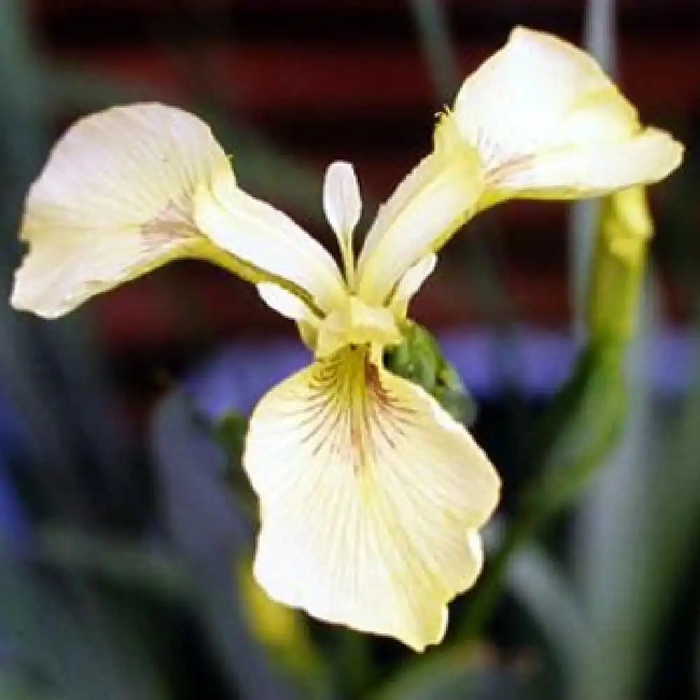 IRIS pseudacorus var. bastardii