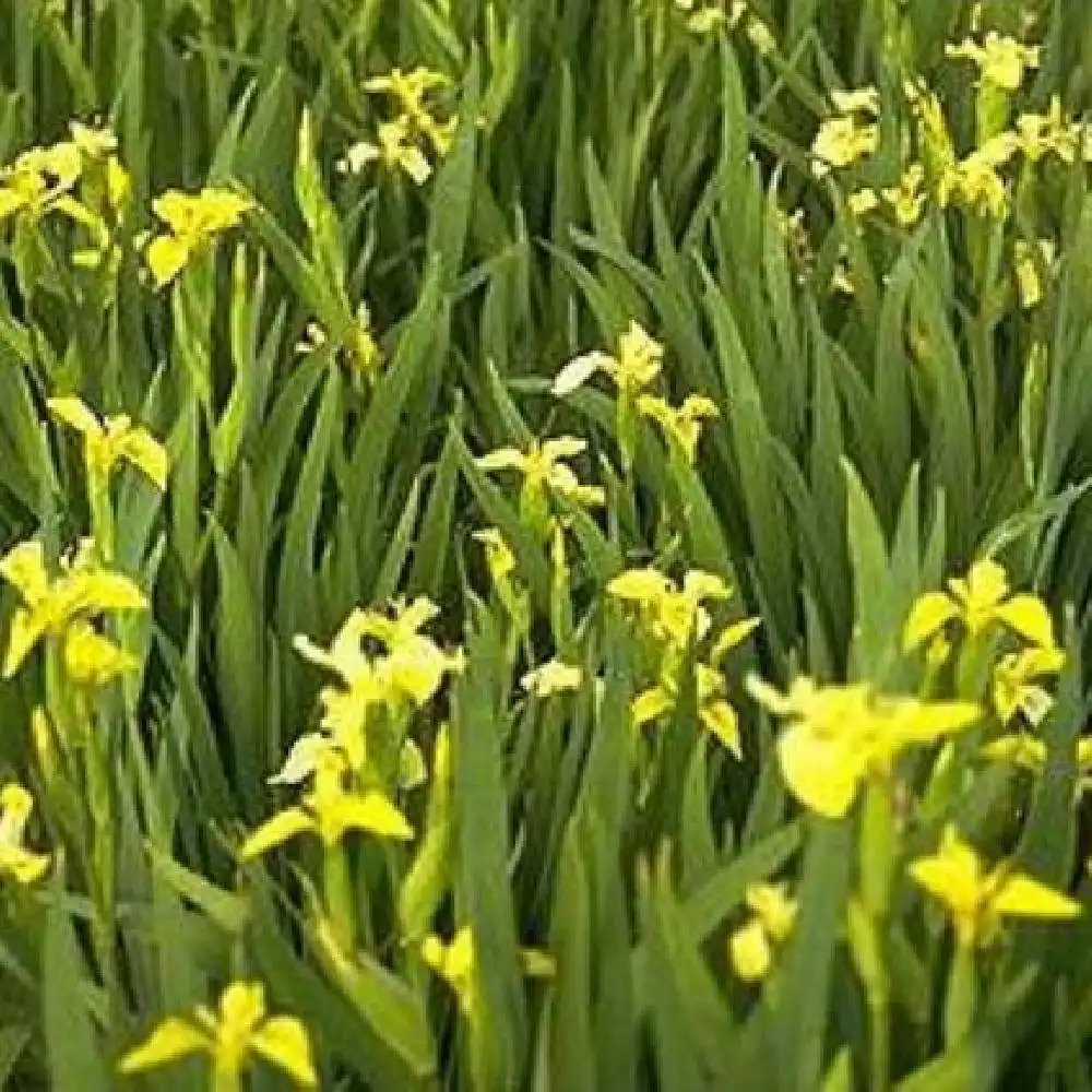 IRIS pseudacorus 'Golden Queen'