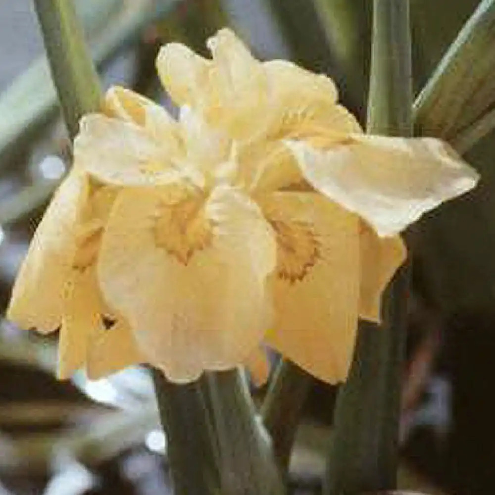 IRIS pseudacorus 'Plena'