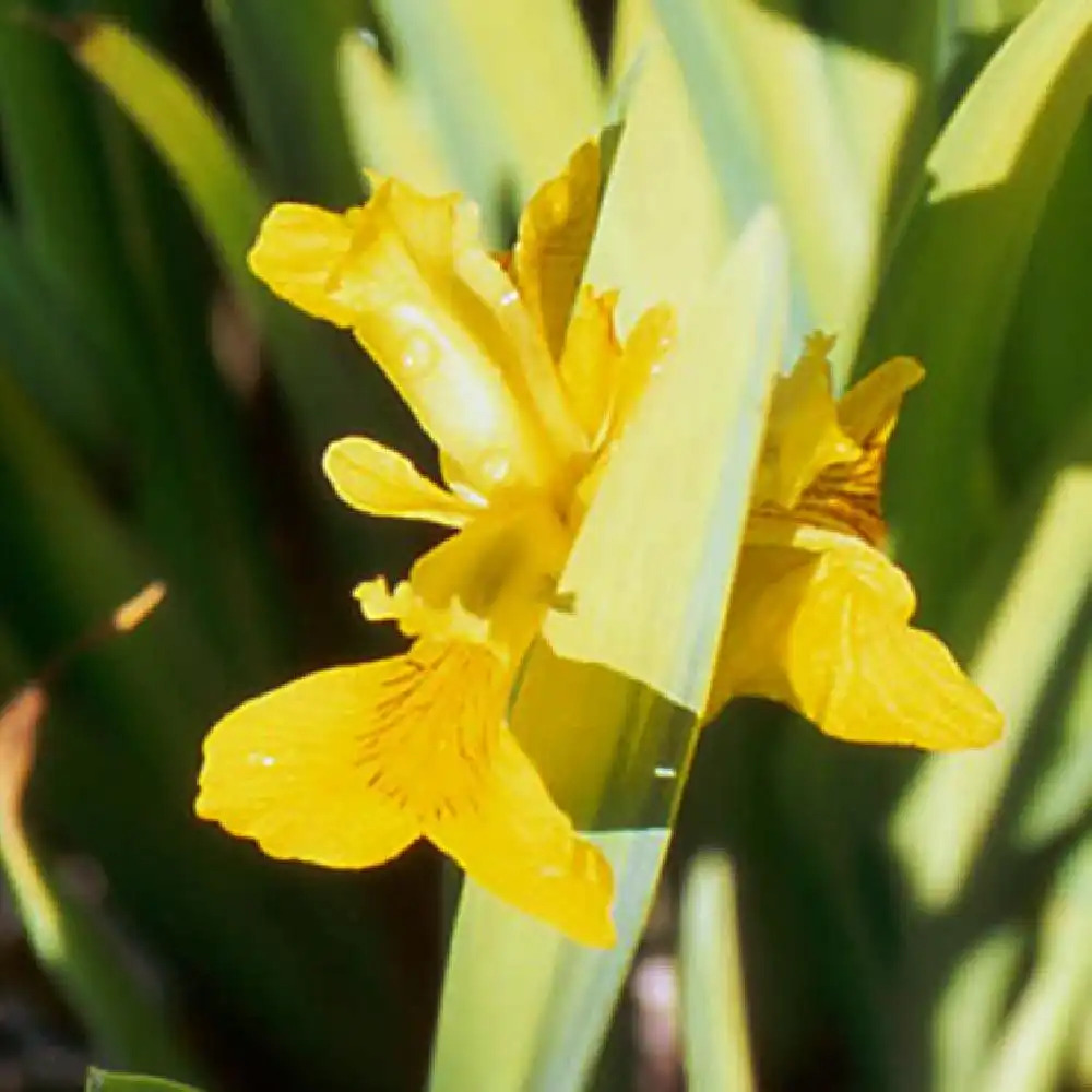 IRIS pseudacorus 'Variegata'
