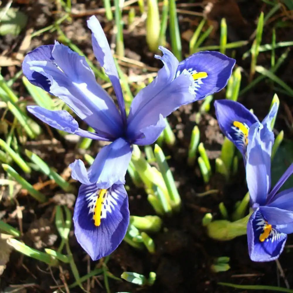 IRIS reticulata