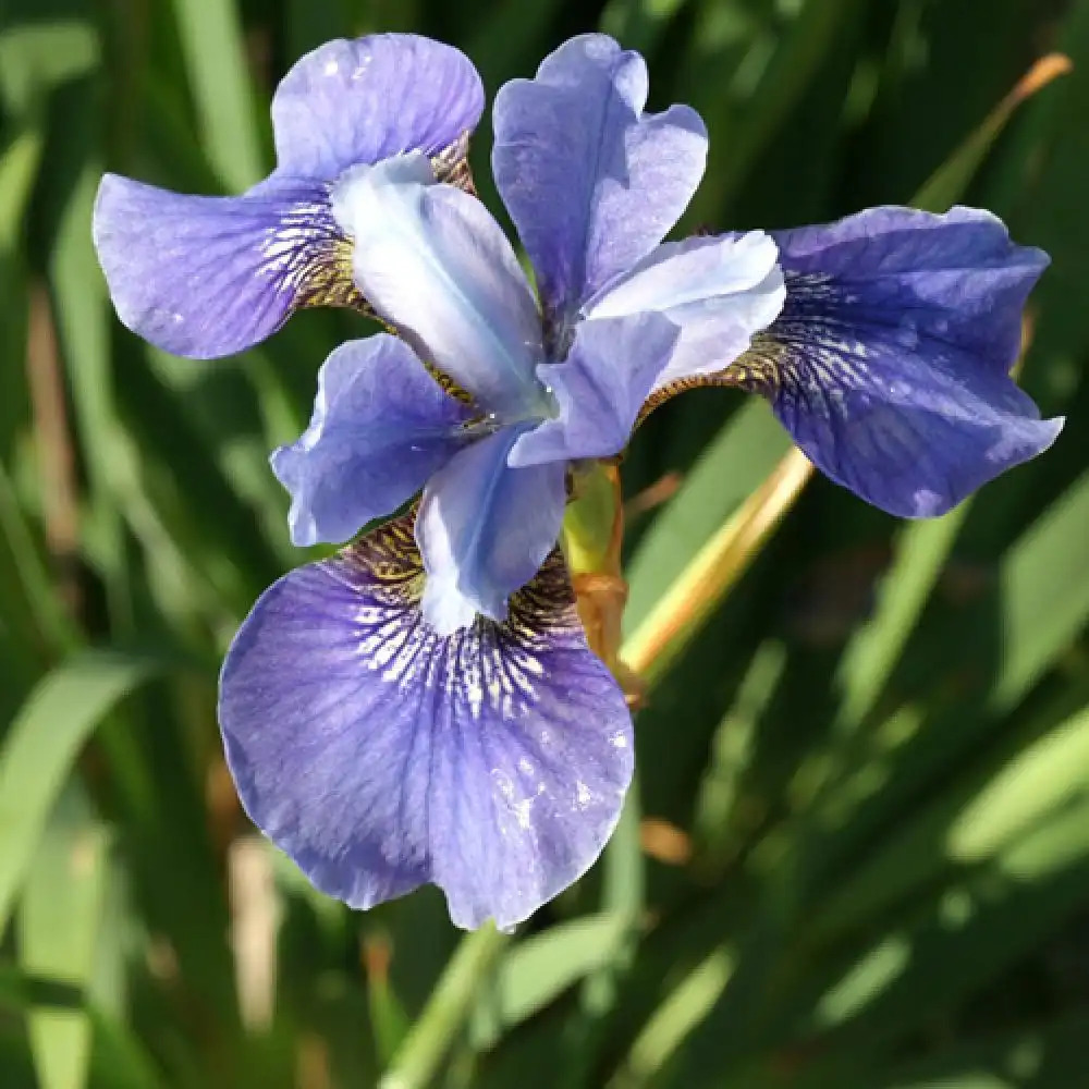 IRIS sibirica 'Blue Moon'