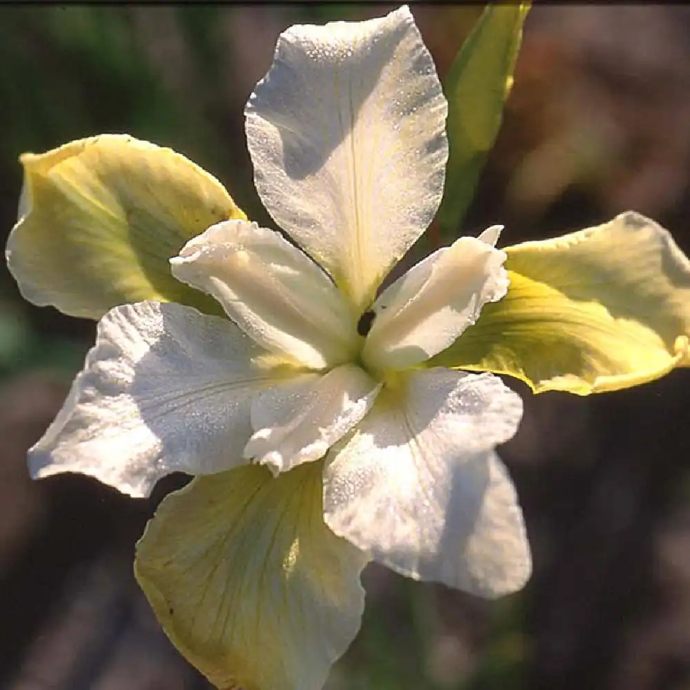 IRIS sibirica 'Butter and Sugar'