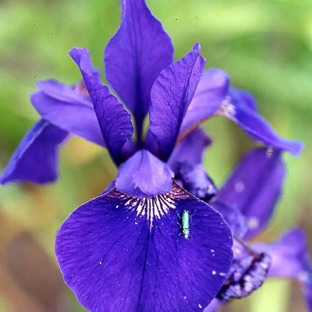 IRIS sibirica 'Caesar's Brother'