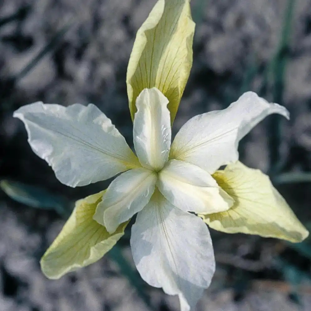 IRIS sibirica 'Chartreuse Bounty'