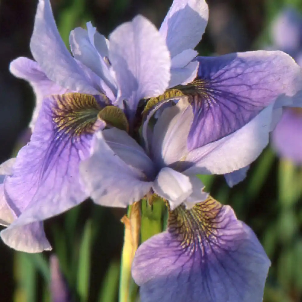 IRIS sibirica 'Cool Spring'