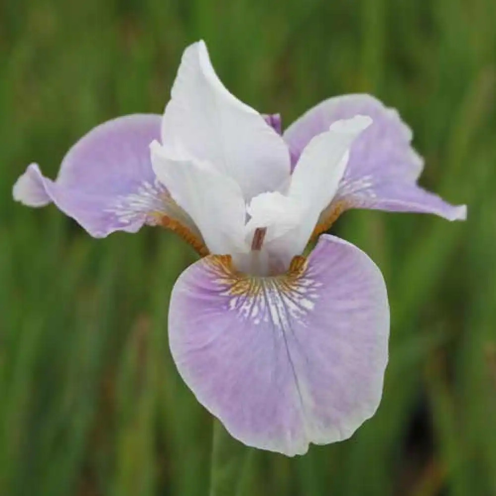 IRIS sibirica 'Dance Ballerina Dance'