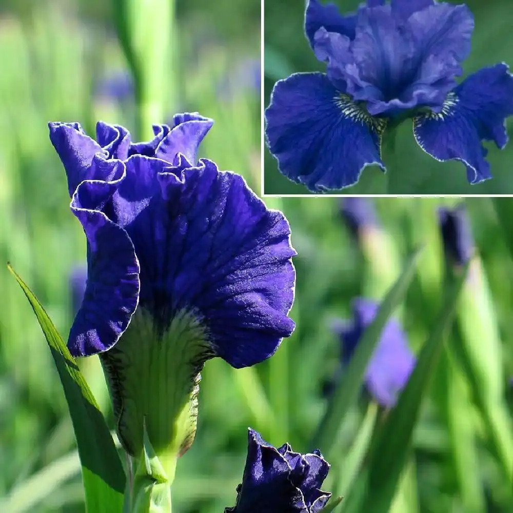 IRIS sibirica 'Fahrt ins Blaue'