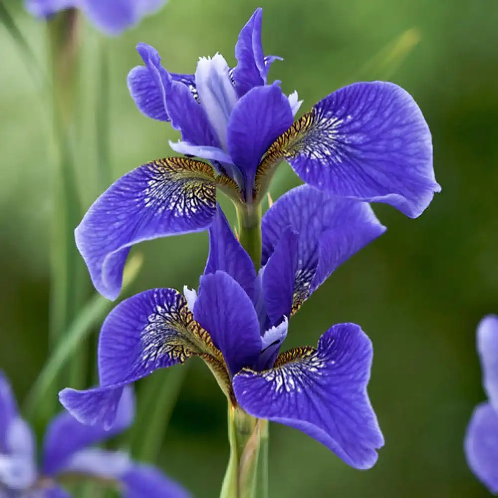 IRIS sibirica 'Gatineau'