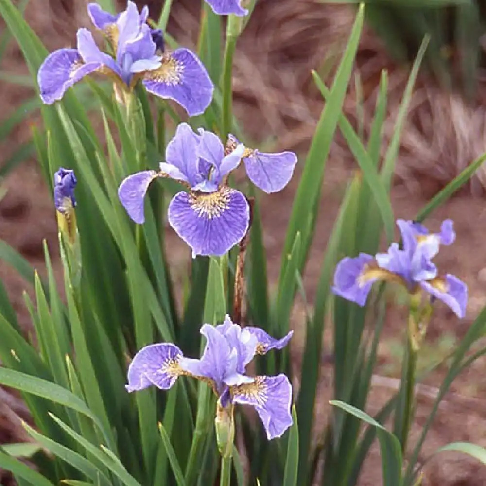 IRIS sibirica 'Mountain Lake'