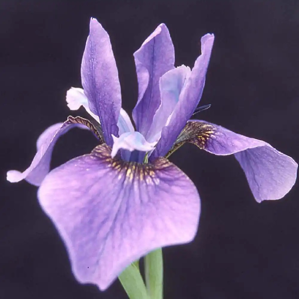 IRIS sibirica 'Pirouette'