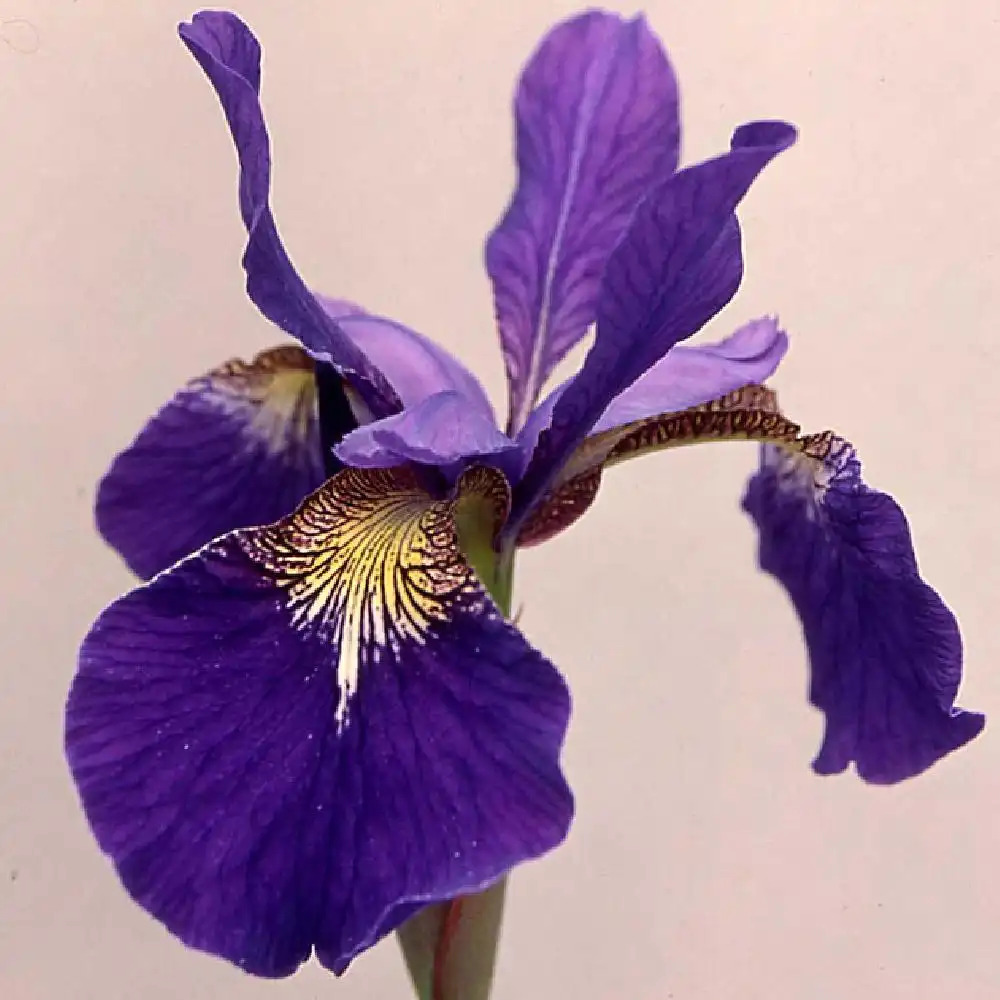 IRIS sibirica 'Seven Seas'