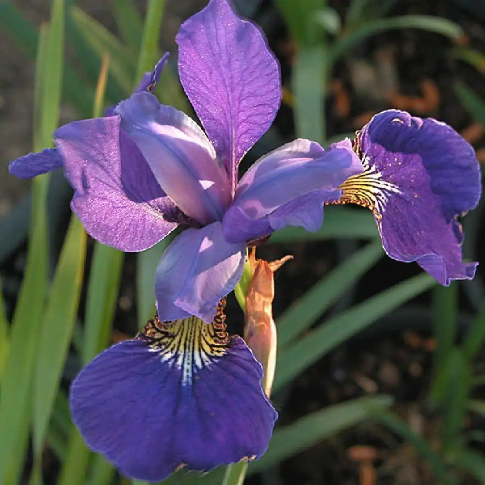 IRIS sibirica 'Tycoon'