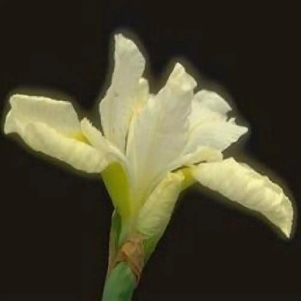 IRIS sibirica