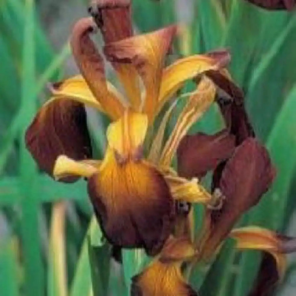 IRIS spuria 'Conquista'