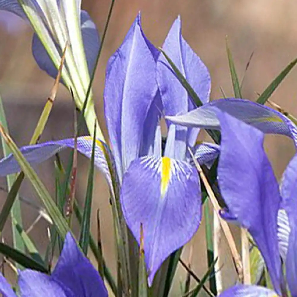 IRIS unguicularis