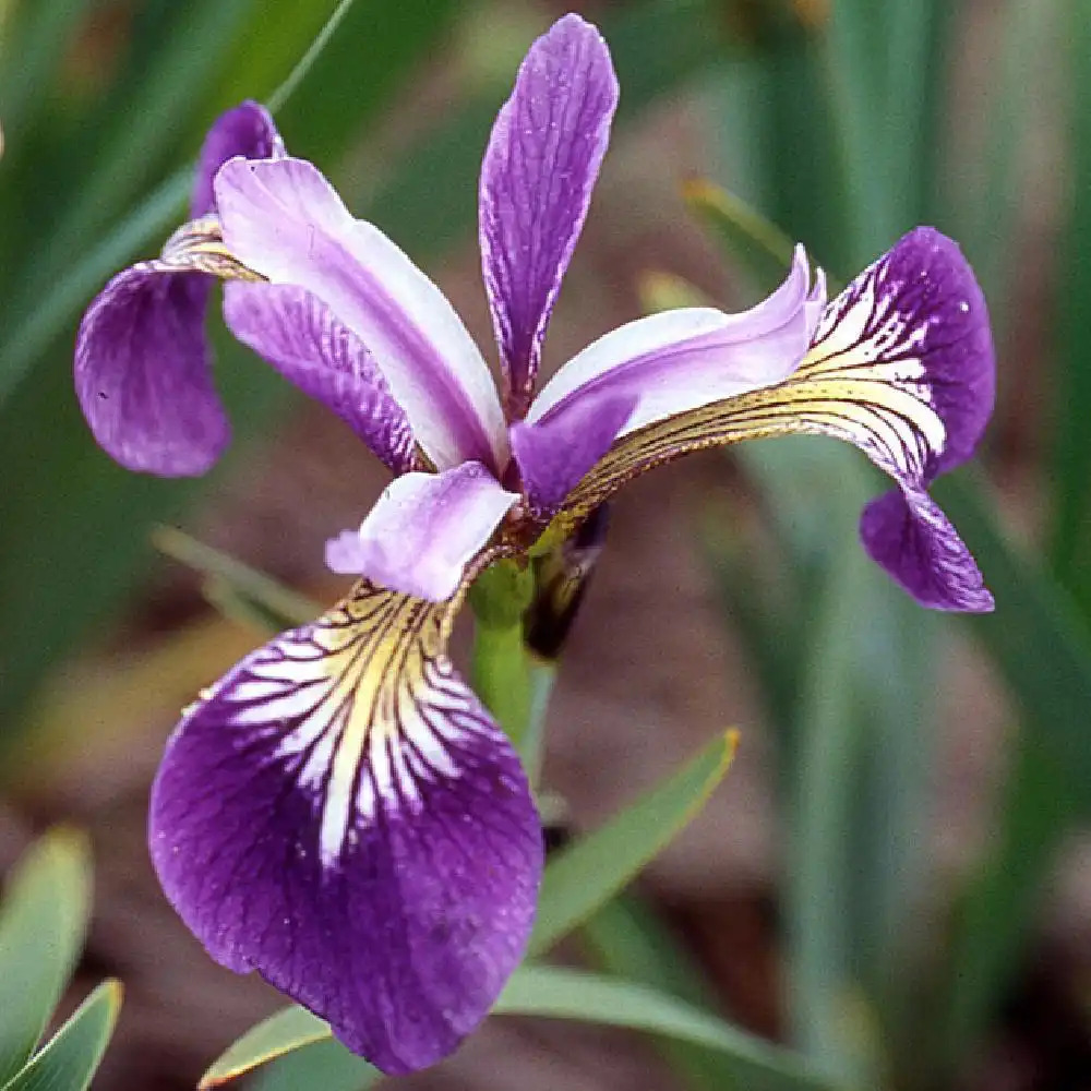 IRIS versicolor 'Kermesina'