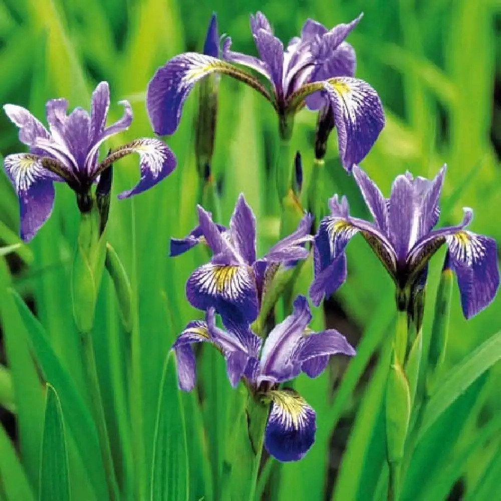 IRIS versicolor