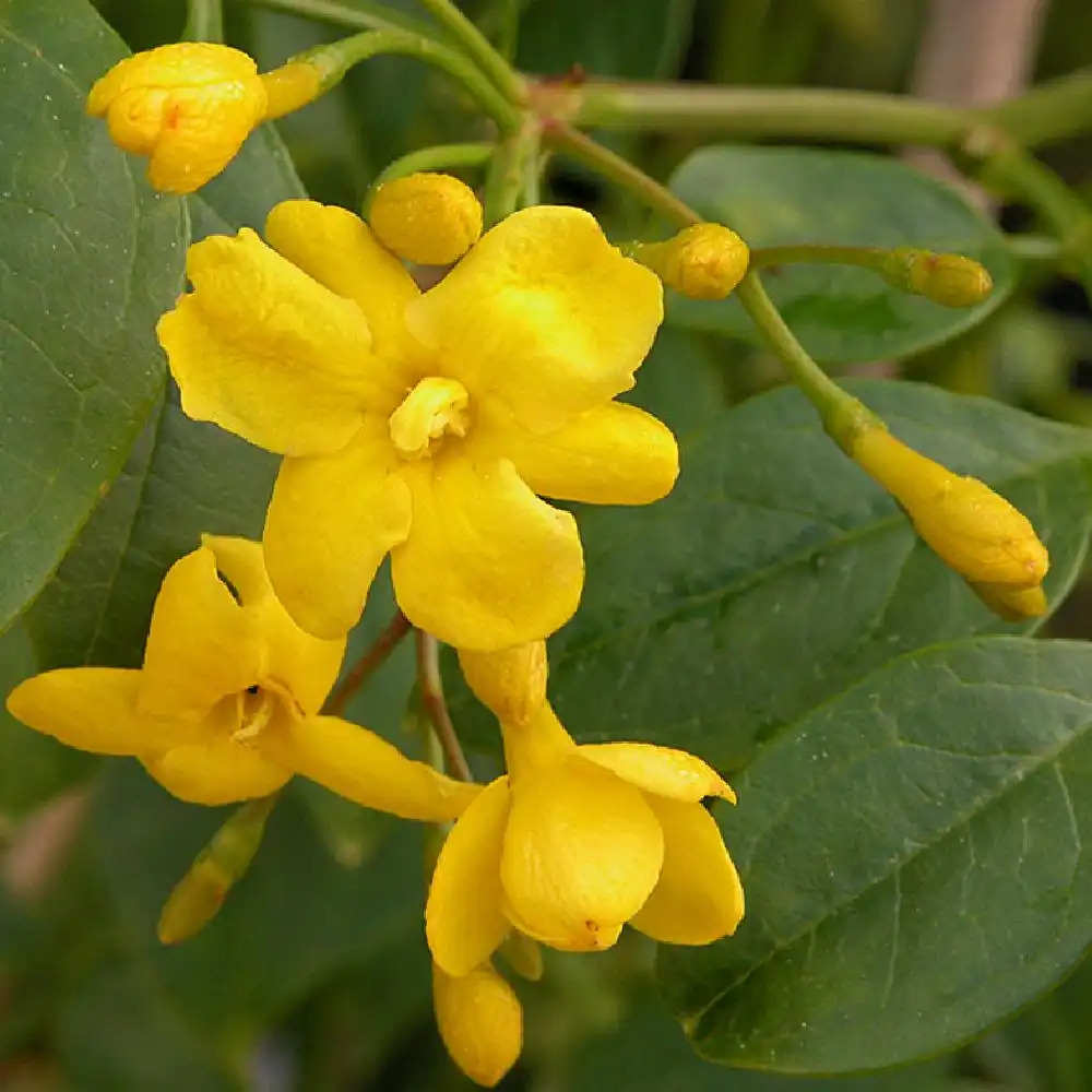 JASMINUM humile 'Revolutum'