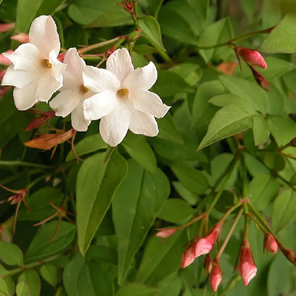 Jasminum officinale (jasmin blanc)