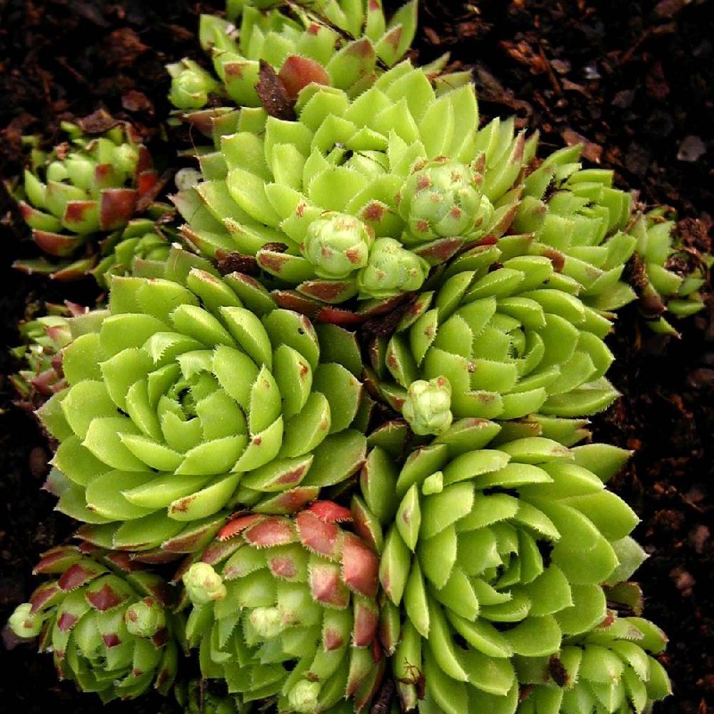 JOVIBARBA hirta