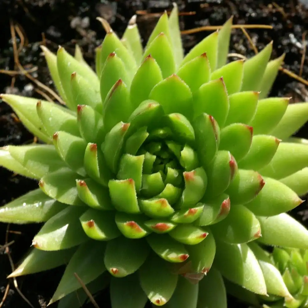 JOVIBARBA sobolifera 'Green Globe'