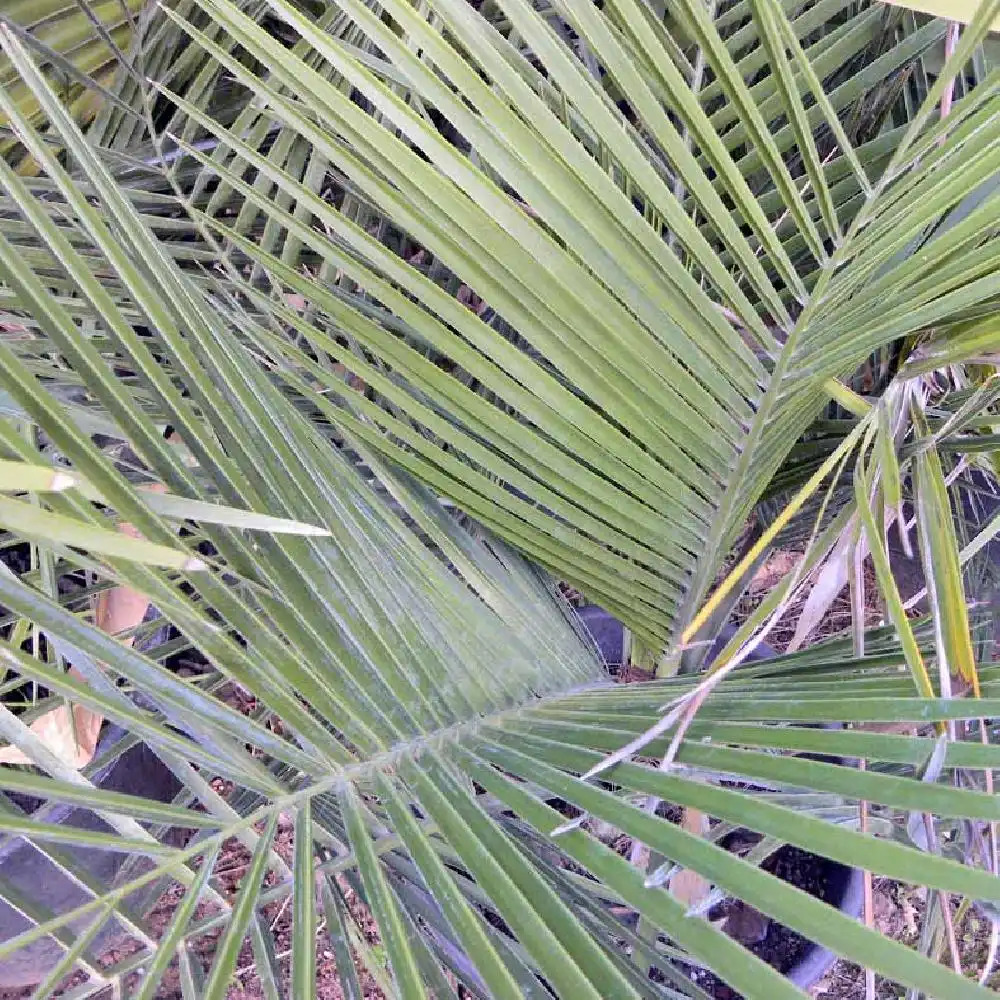 Palmier Jubaea chilensis