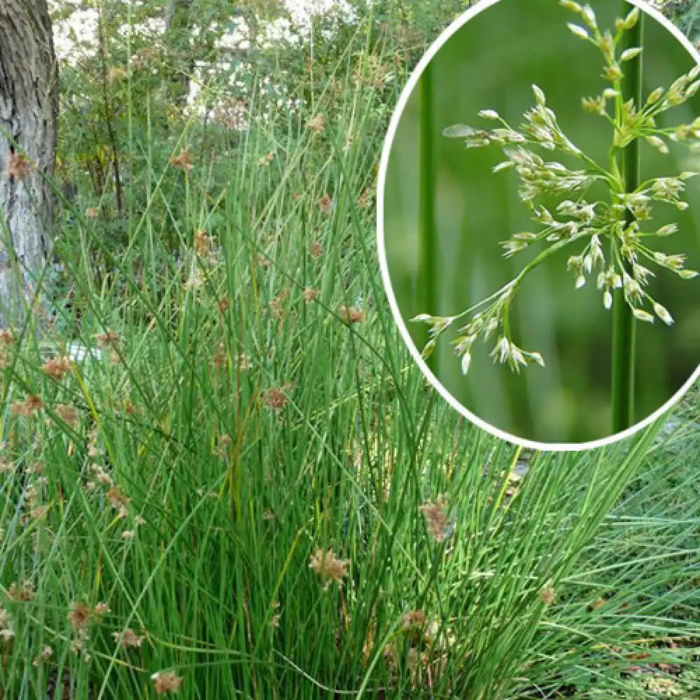 JUNCUS effusus