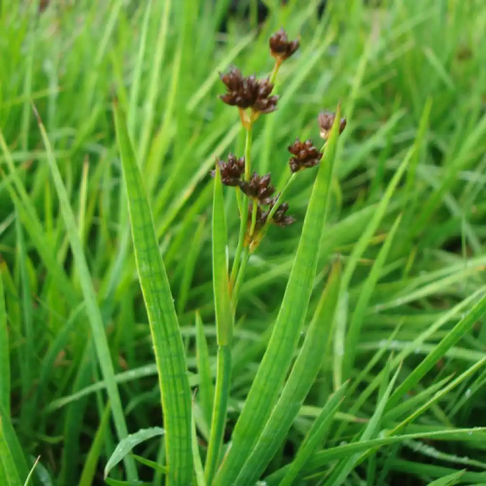 JUNCUS ensifolius