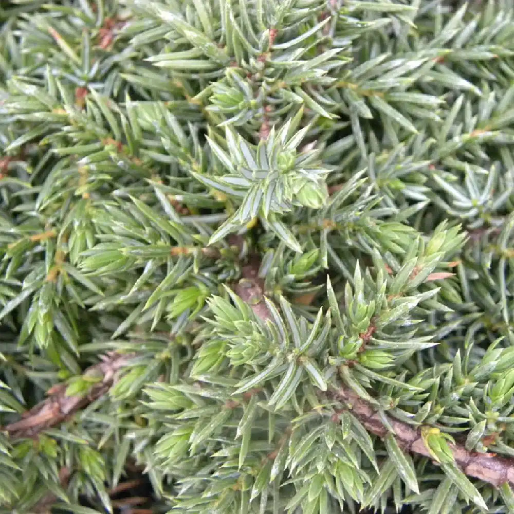 JUNIPERUS communis 'Green Carpet'