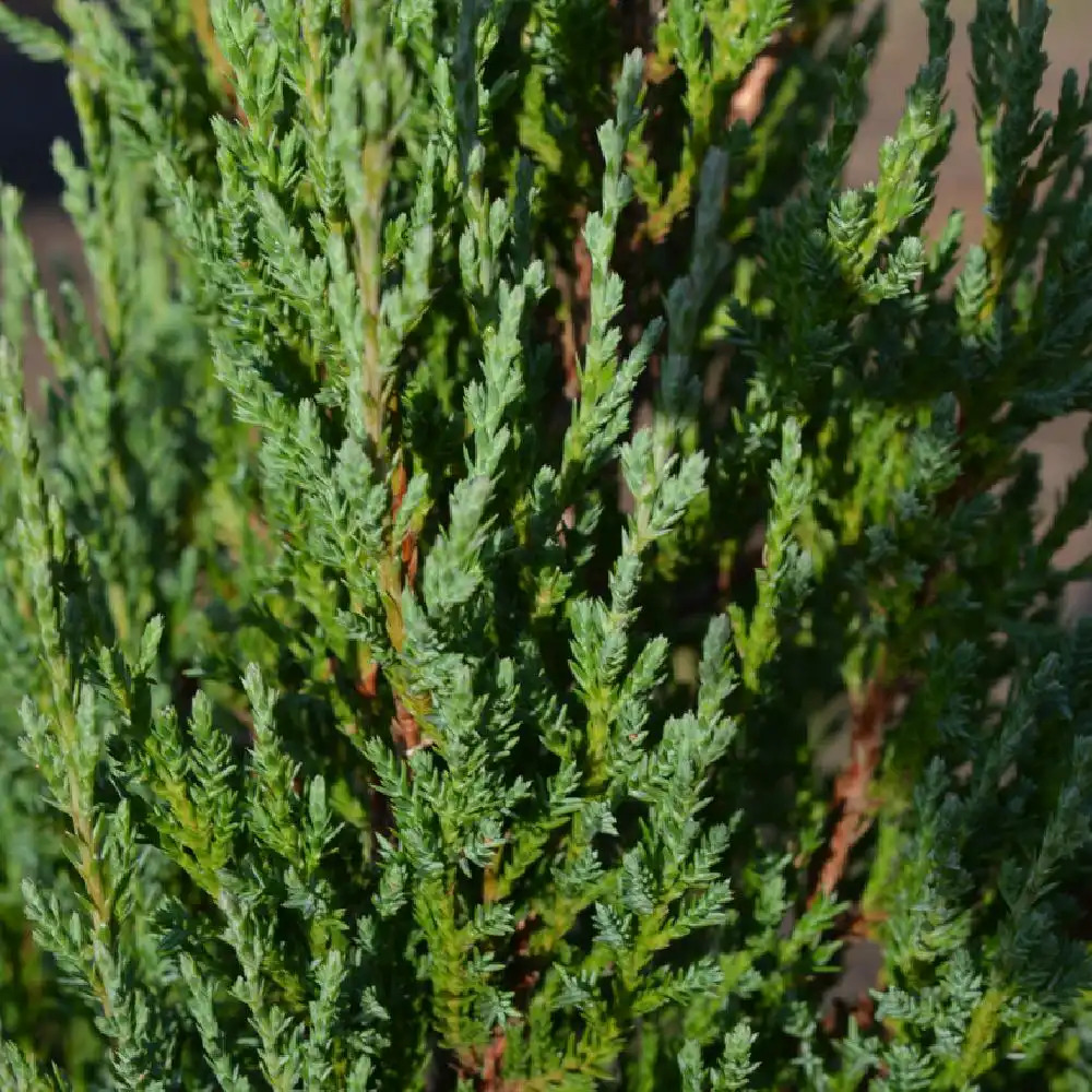 JUNIPERUS scopulorum 'Blue Arrow'.' image 2