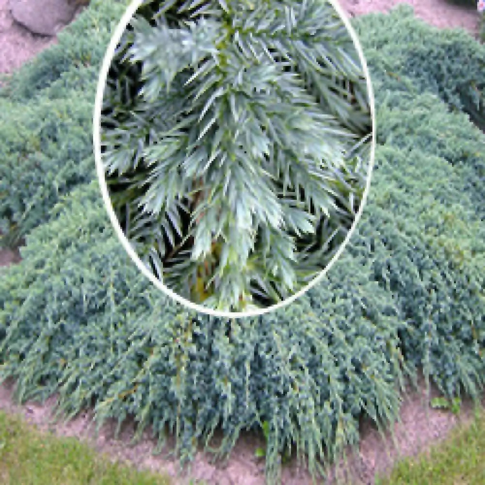 JUNIPERUS squamata 'Blue Carpet' - Genévrier rampant - pépinières Lepage  Bretagne Bord de mer