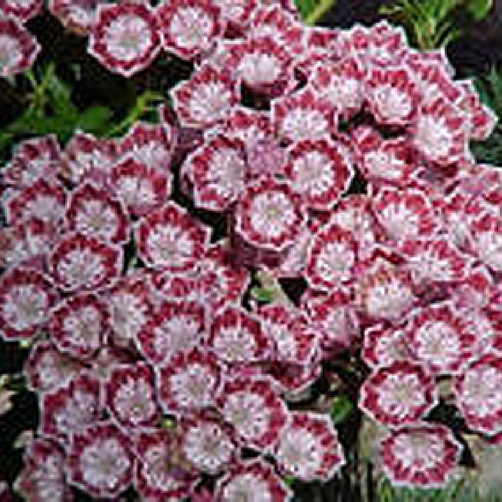 KALMIA latifolia 'Minuet'