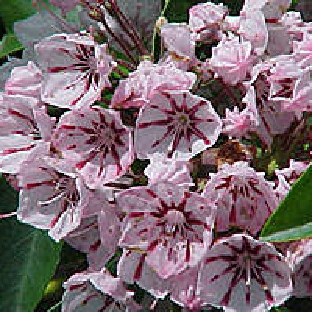 KALMIA latifolia 'Peppermint'