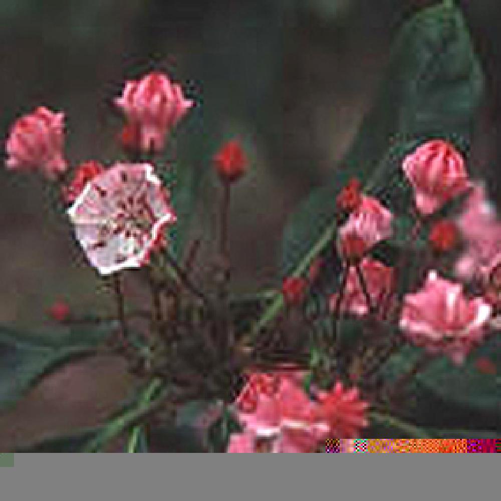 KALMIA latifolia 'Quinnipiac'
