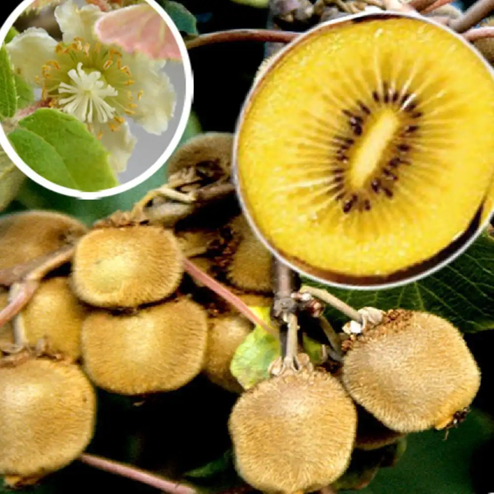 Kiwi déliciosa 'Minkigold' (femelle)