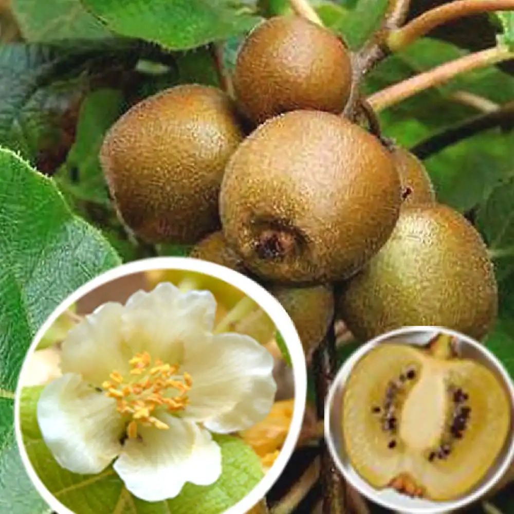 Kiwi déliciosa 'Minkimale' (mâle)