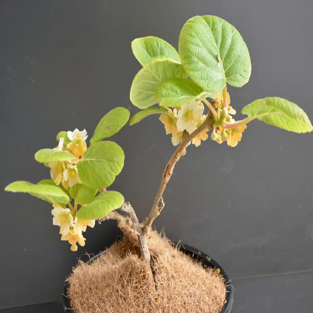 Kiwi déliciosa 'Minkimale' (mâle) Kiwi mâle jaune image 3