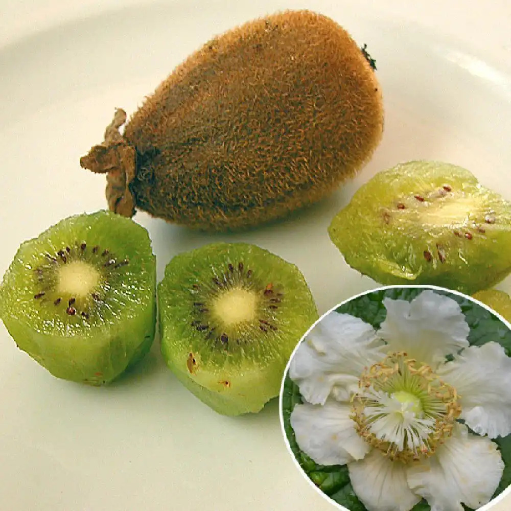 Kiwi 'Hayward' (femelle)