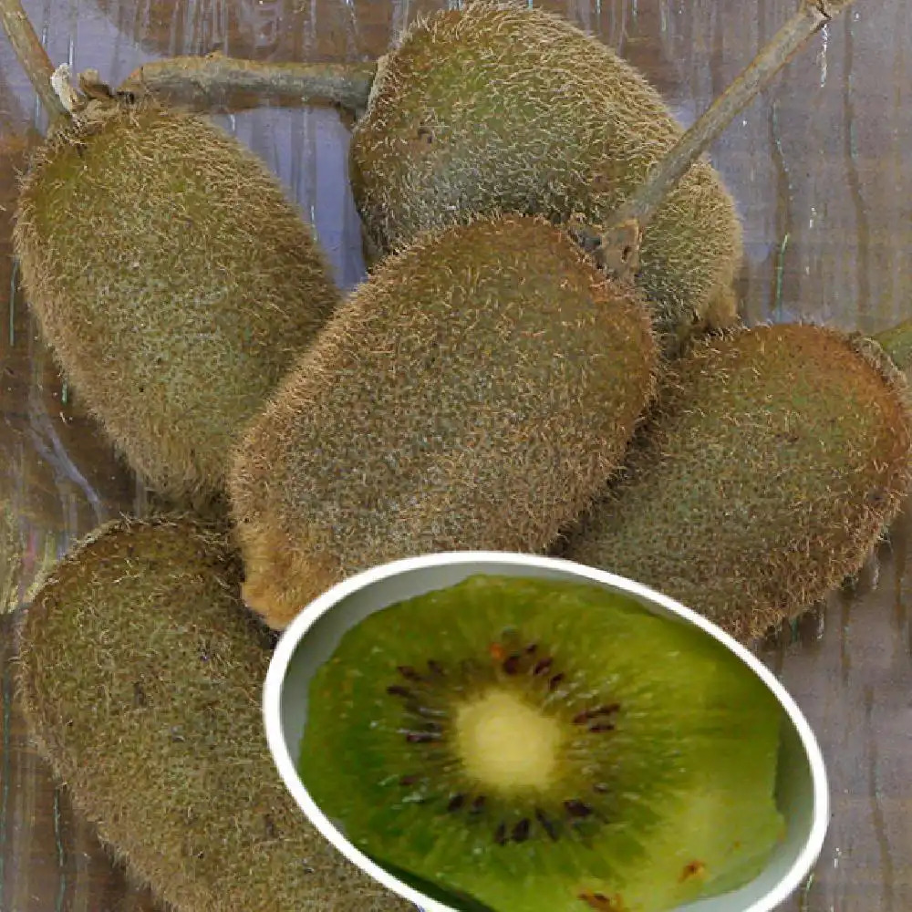 Kiwi 'Solissimo' (autofertile)