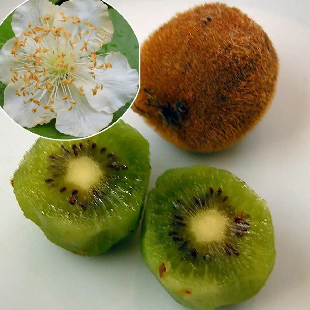 Kiwi 'Tomuri' (mâle)