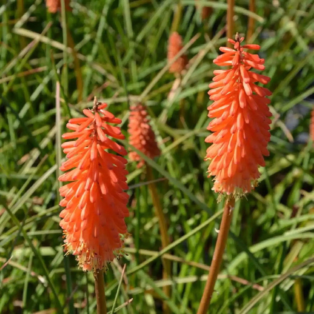 KNIPHOFIA 'Alcazar'