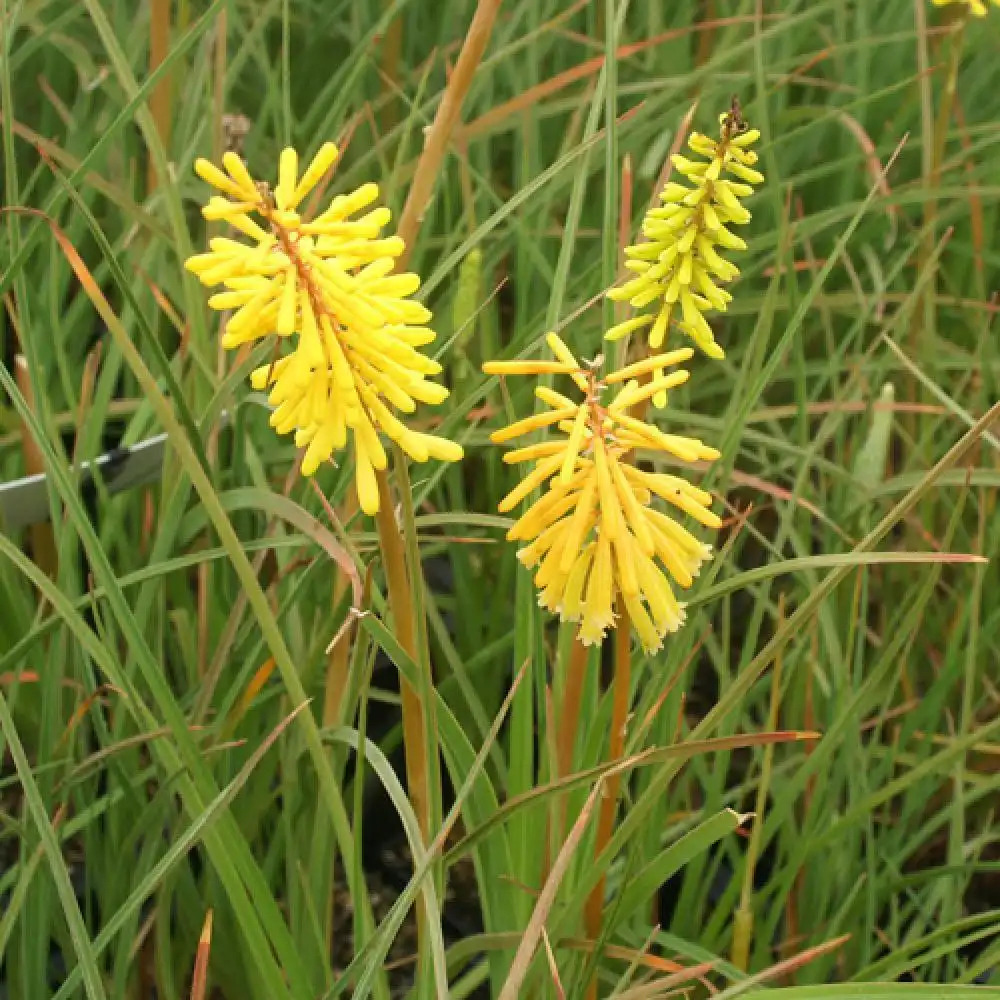 KNIPHOFIA 'Bressingham Yellow'