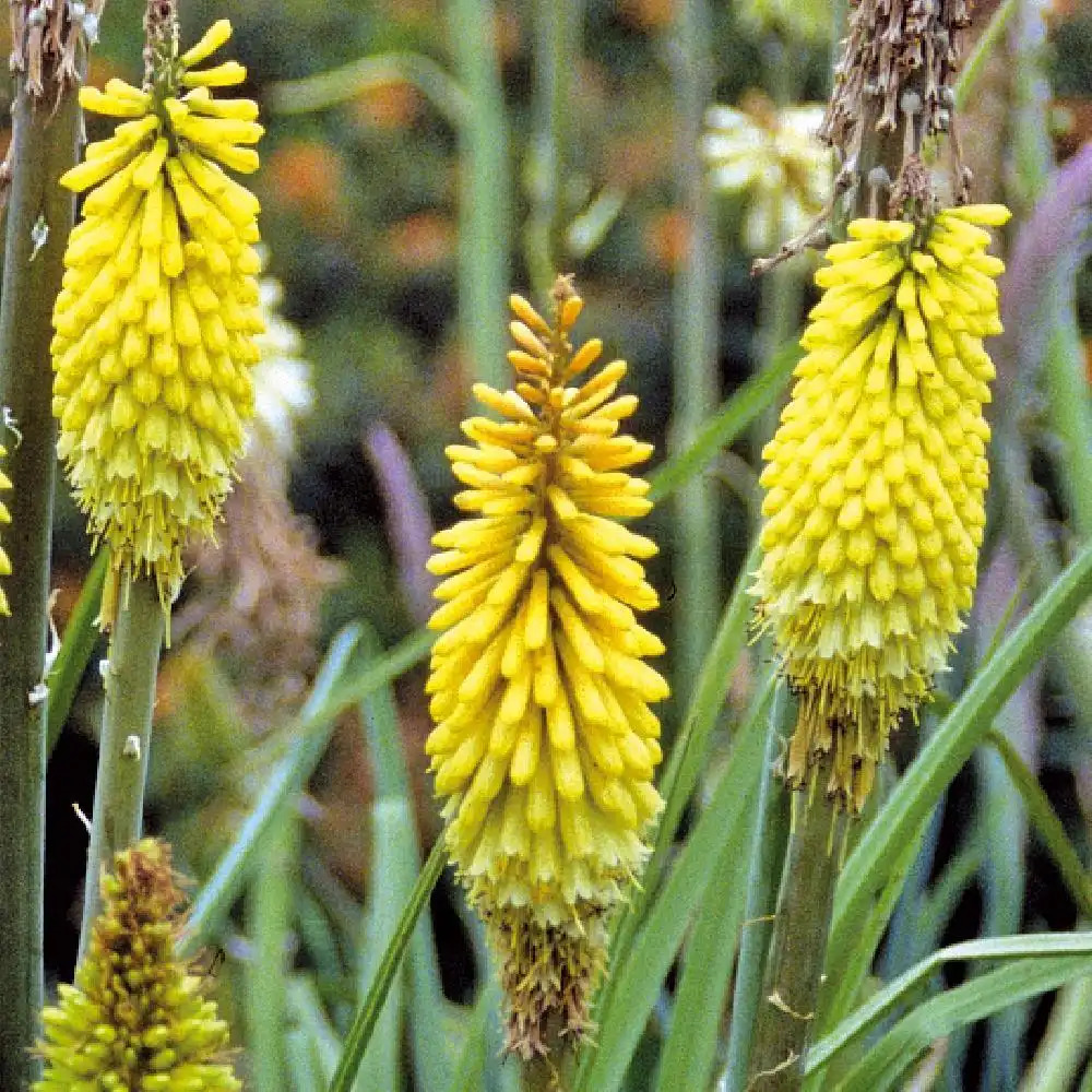 KNIPHOFIA citrina