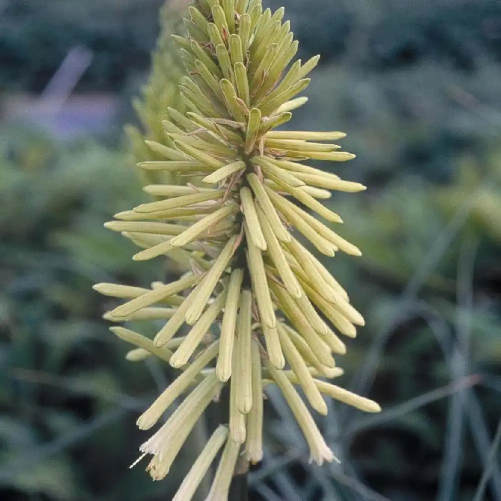 KNIPHOFIA 'Green Jade'