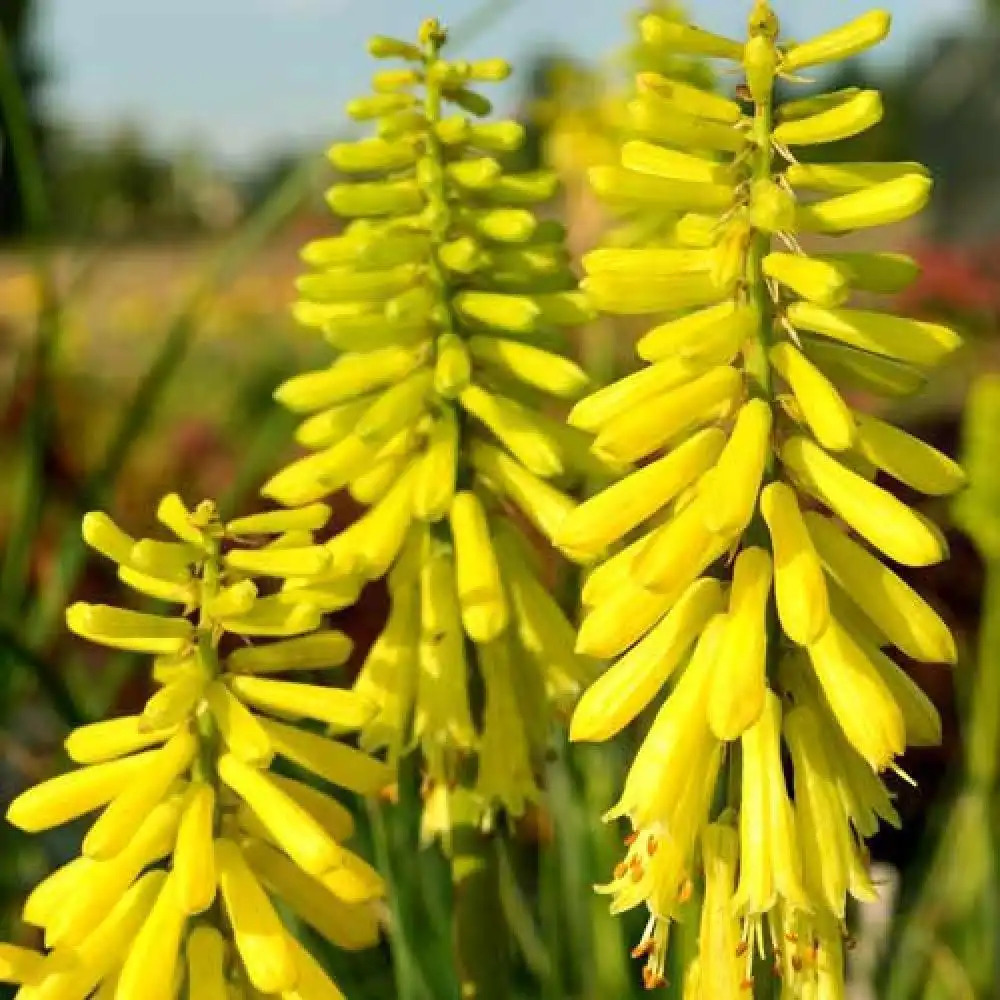 KNIPHOFIA 'Lemon Popsicle'®